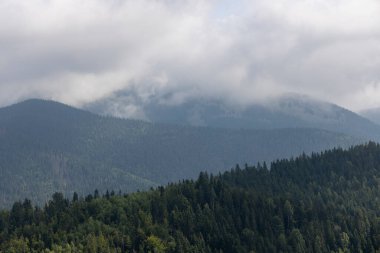 Bir yaz günü Ukrayna Karpatları 'nda dağ panoraması.