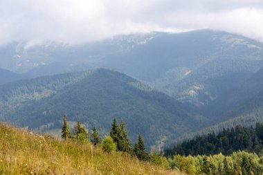 Bir yaz günü Ukrayna Karpatları 'nda dağ panoraması.