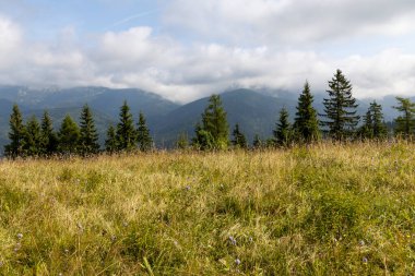 Bir yaz günü Ukrayna Karpatları 'nda dağ panoraması.