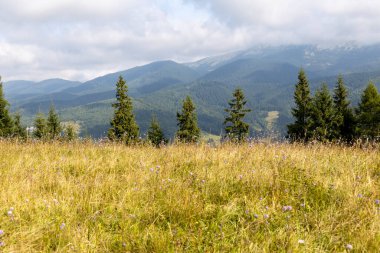 Bir yaz günü Ukrayna Karpatları 'nda dağ panoraması.