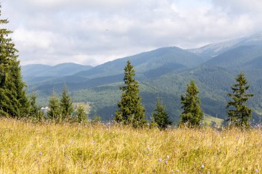 Bir yaz günü Ukrayna Karpatları 'nda dağ panoraması.