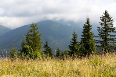 Bir yaz günü Ukrayna Karpatları 'nda dağ panoraması.