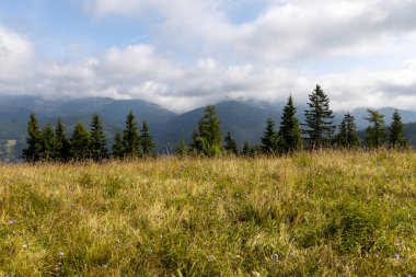 Bir yaz günü Ukrayna Karpatları 'nda dağ panoraması.