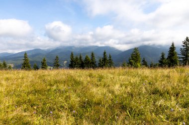 Bir yaz günü Ukrayna Karpatları 'nda dağ panoraması.