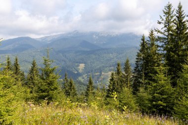 Bir yaz günü Ukrayna Karpatları 'nda dağ panoraması.
