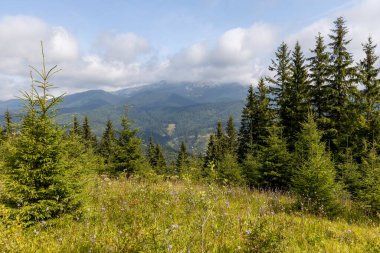 Bir yaz günü Ukrayna Karpatları 'nda dağ panoraması.