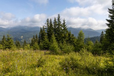 Bir yaz günü Ukrayna Karpatları 'nda dağ panoraması.