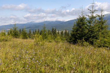 Bir yaz günü Ukrayna Karpatları 'nda dağ panoraması.