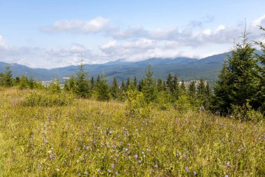 Bir yaz günü Ukrayna Karpatları 'nda dağ panoraması.