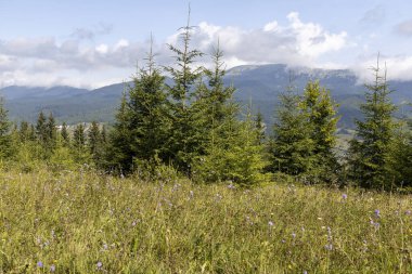 Bir yaz günü Ukrayna Karpatları 'nda dağ panoraması.