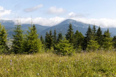 Bir yaz günü Ukrayna Karpatları 'nda dağ panoraması.