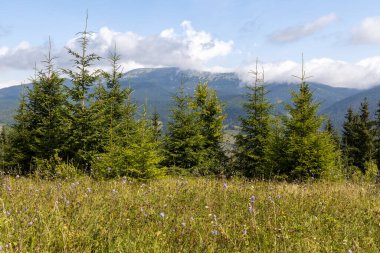 Bir yaz günü Ukrayna Karpatları 'nda dağ panoraması.