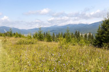 Bir yaz günü Ukrayna Karpatları 'nda dağ panoraması.