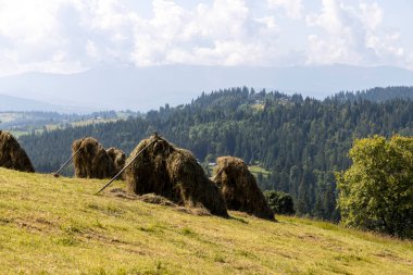 Bir yaz günü Ukrayna Karpatları 'nda dağ panoraması.