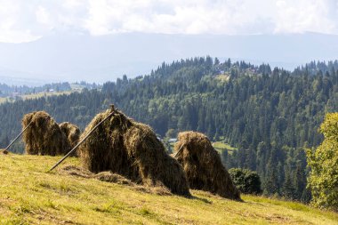 Bir yaz günü Ukrayna Karpatları 'nda dağ panoraması.
