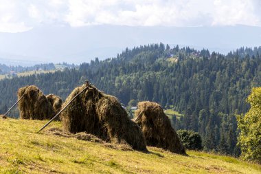 Bir yaz günü Ukrayna Karpatları 'nda dağ panoraması.