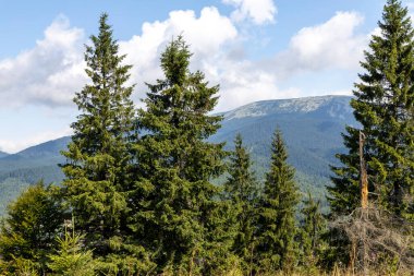 Bir yaz günü Ukrayna Karpatları 'nda dağ panoraması.