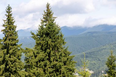 Bir yaz günü Ukrayna Karpatları 'nda dağ panoraması.