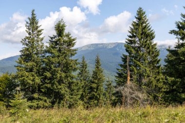 Bir yaz günü Ukrayna Karpatları 'nda dağ panoraması.