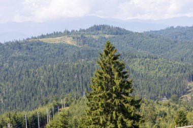 Bir yaz günü Ukrayna Karpatları 'nda dağ panoraması.