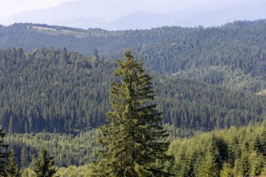 Bir yaz günü Ukrayna Karpatları 'nda dağ panoraması.