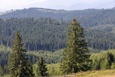 Bir yaz günü Ukrayna Karpatları 'nda dağ panoraması.