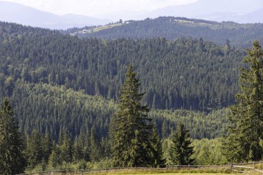 Bir yaz günü Ukrayna Karpatları 'nda dağ panoraması.