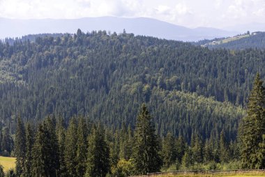 Bir yaz günü Ukrayna Karpatları 'nda dağ panoraması.