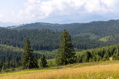 Bir yaz günü Ukrayna Karpatları 'nda dağ panoraması.