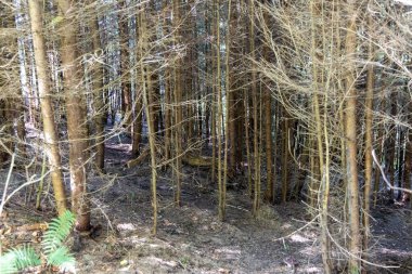 Ukrayna Karpatları 'nda yaz ormanı