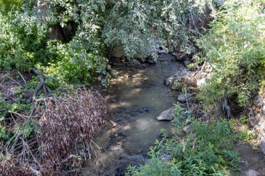 Ukrayna Karpatları 'nda bir yaz gününde dağ deresi