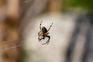 Örümcek, doğal bir arka planda. Makro görünümü kapat.
