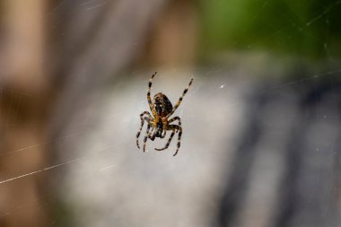 Örümcek, doğal bir arka planda. Makro görünümü kapat.