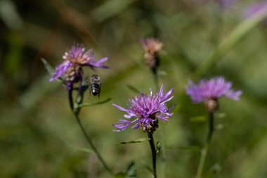 Ukrayna Karpatları 'ndaki dağ çiçekleri. Makro görünümü kapat.