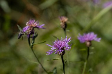 Ukrayna Karpatları 'ndaki dağ çiçekleri. Makro görünümü kapat.