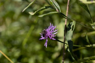 Ukrayna Karpatları 'ndaki dağ çiçekleri. Makro görünümü kapat.