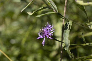 Ukrayna Karpatları 'ndaki dağ çiçekleri. Makro görünümü kapat.