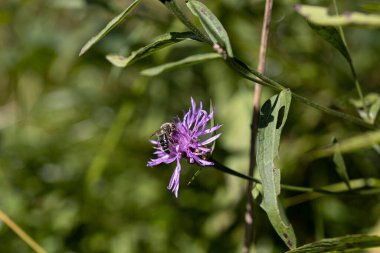 Ukrayna Karpatları 'ndaki dağ çiçekleri. Makro görünümü kapat.