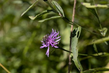 Ukrayna Karpatları 'ndaki dağ çiçekleri. Makro görünümü kapat.