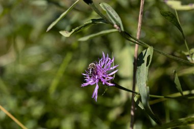 Ukrayna Karpatları 'ndaki dağ çiçekleri. Makro görünümü kapat.