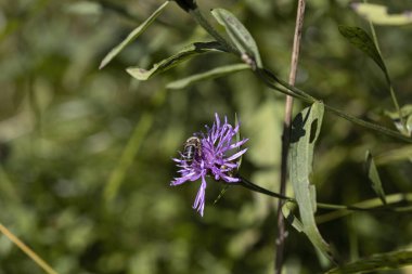Ukrayna Karpatları 'ndaki dağ çiçekleri. Makro görünümü kapat.