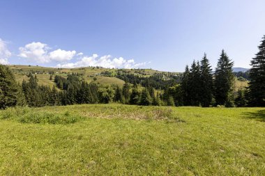 Ukrayna Karpatları 'nda yeşil dağ çayırları