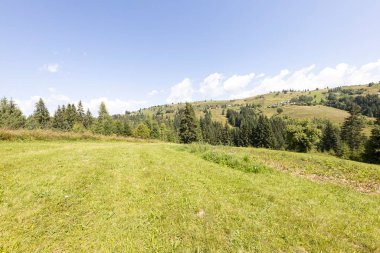 Ukrayna Karpatları 'nda yeşil dağ çayırları