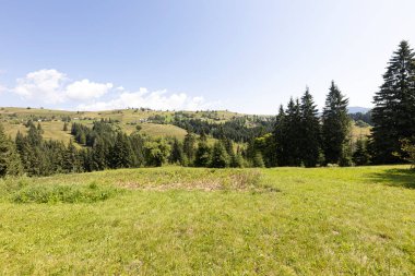 Ukrayna Karpatları 'nda yeşil dağ çayırları