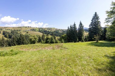 Ukrayna Karpatları 'nda yeşil dağ çayırları