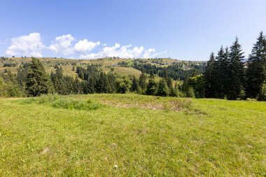 Ukrayna Karpatları 'nda yeşil dağ çayırları