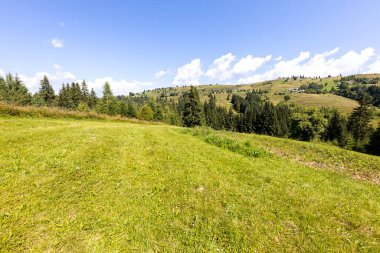 Ukrayna Karpatları 'nda yeşil dağ çayırları