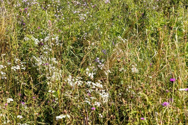 Bergbloemen Van Oekraïense Karpaten Een Natuurlijke Achtergrond Een Zomerdag — Stockfoto