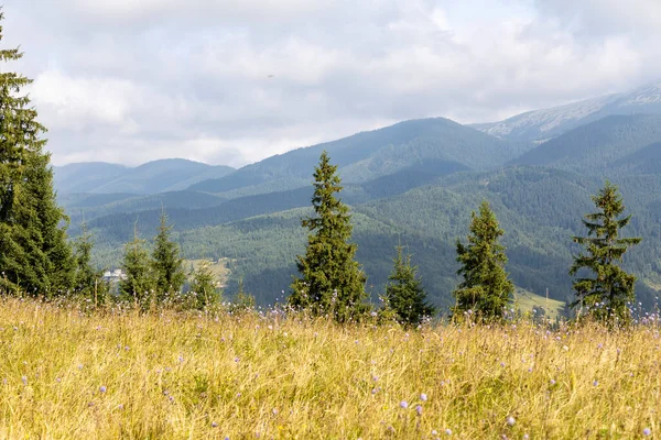 Bir yaz günü Ukrayna Karpatları 'nda dağ panoraması.