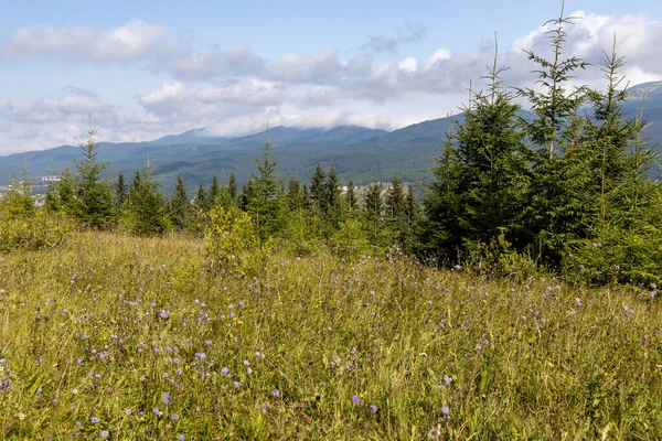 Bir yaz günü Ukrayna Karpatları 'nda dağ panoraması.